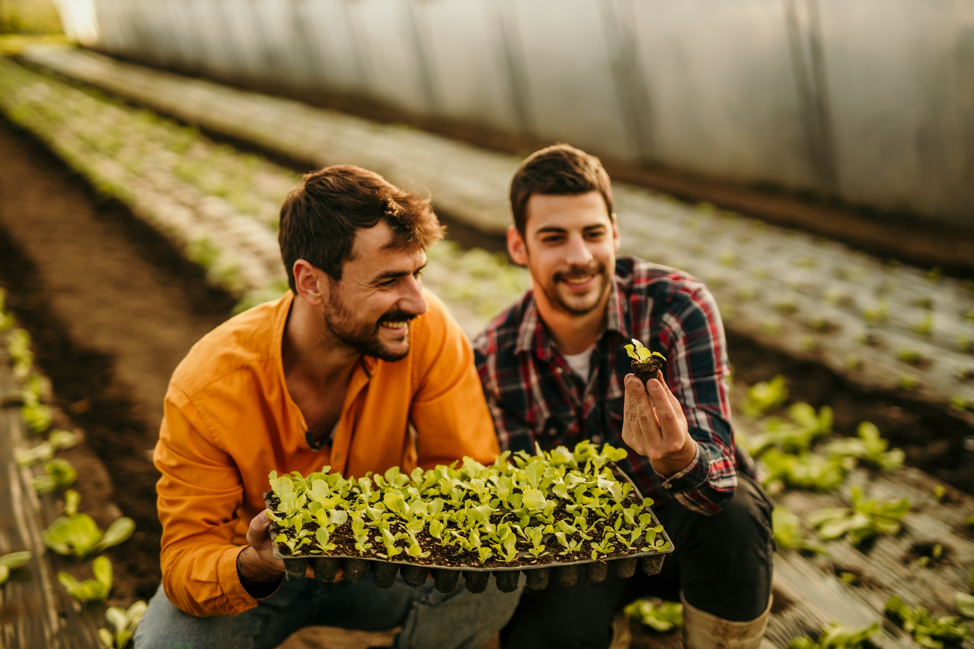 Farmers checking young seedlings growing in greenhouse nursery